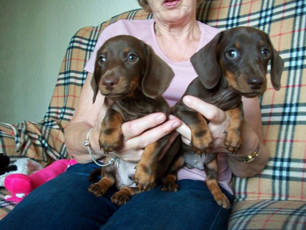 Rottweiler puppy training