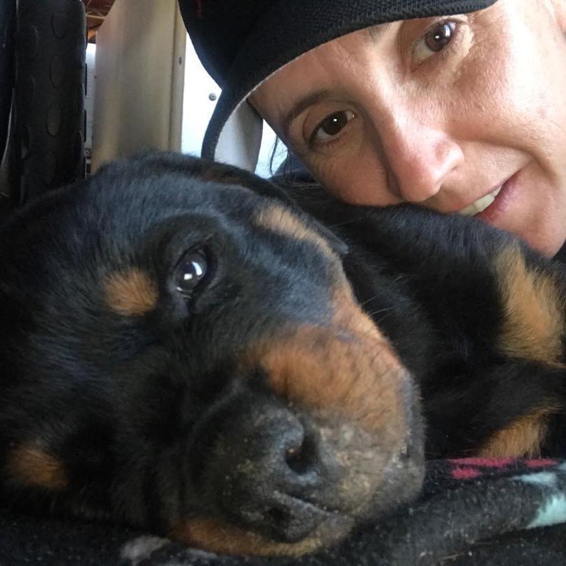 German Rottweiler Breed