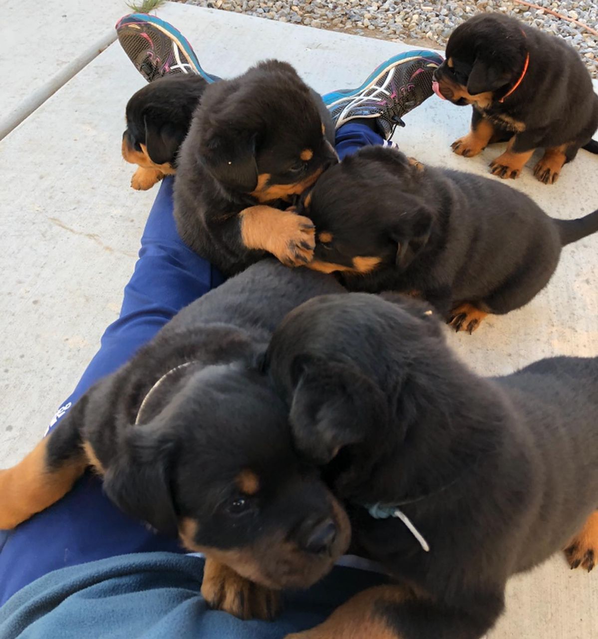 European Rottweiler Rottweiler Puppy Checklist - Rottweiler Puppy Parvo - Rottweiler
