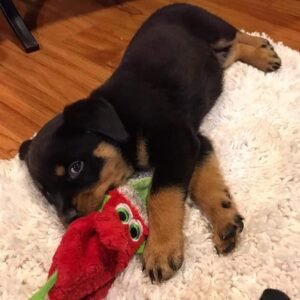 Order German Rottweiler Puppy