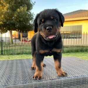 Purchase Rottweiler puppy