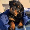 German Rottweiler puppy