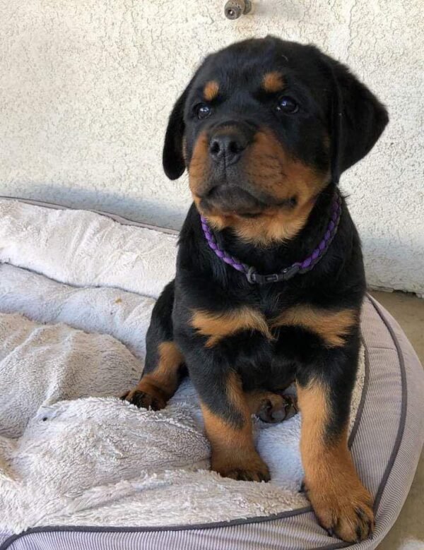 Buy Rottweiler puppy online