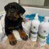 Lovely German Rottweiler Puppy - Image 2