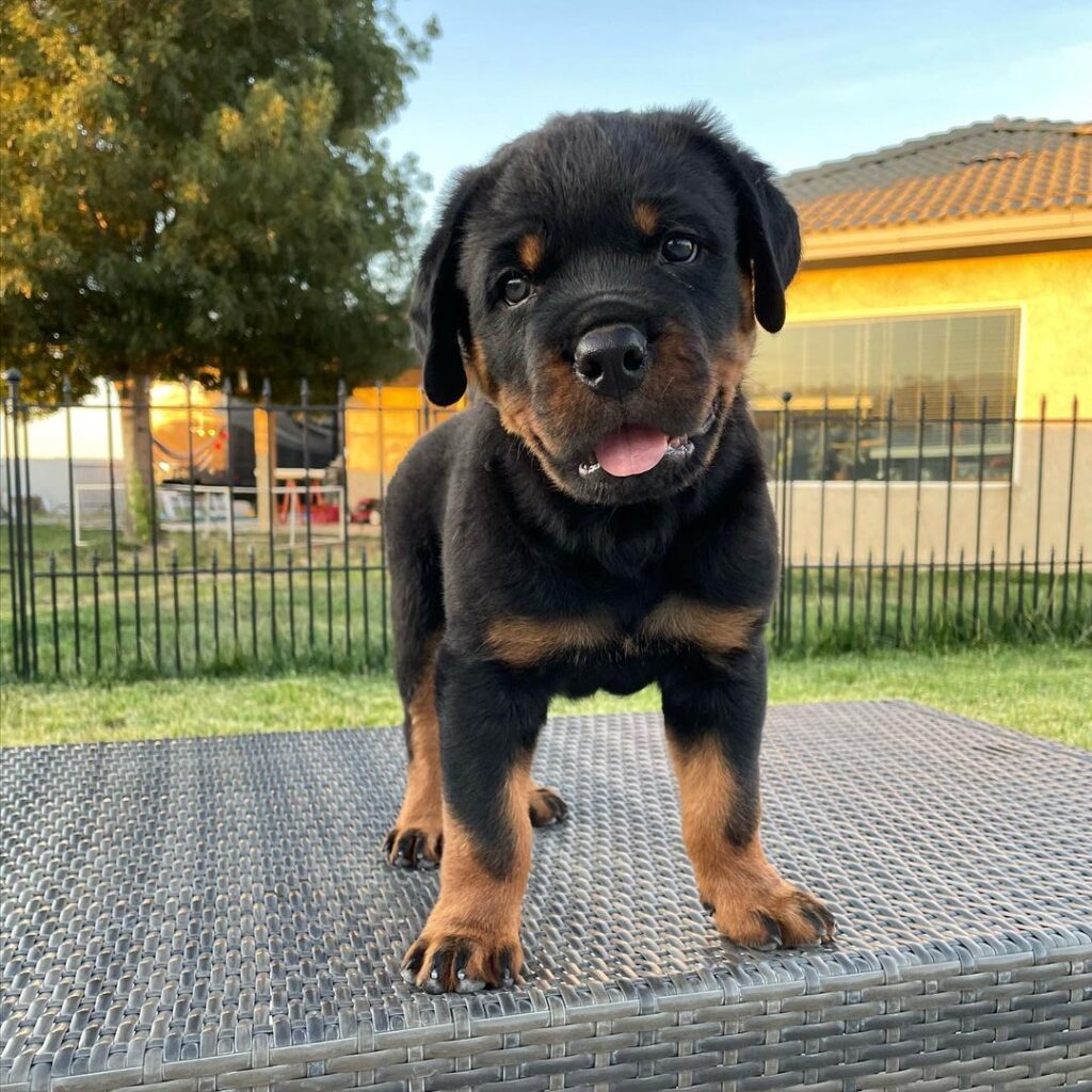 Adopting a German Rottweiler
